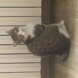 Photo de chat perdu à Molesmes