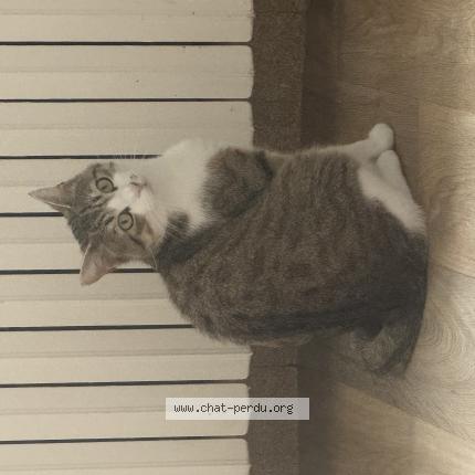 Photo 1/1 Thanos Chat perdu à Molesmes