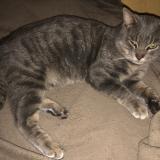 Photo de chat trouvé à Lacq