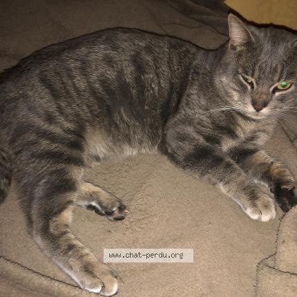 Photo 1/1 Chat trouvé Trouvé à Lacq