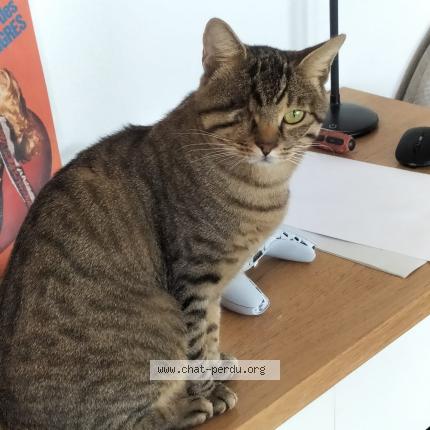 Photo 1/3 Speed Chat perdu à Cannes