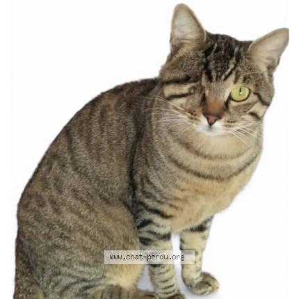 Photo 2/3 Speed Chat perdu à Cannes