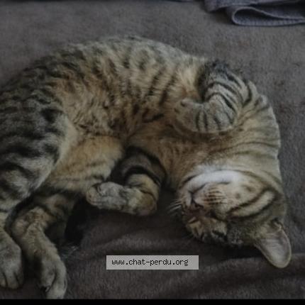 Photo 3/3 Speed Chat perdu à Cannes