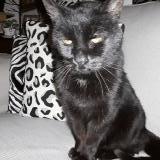 Photo de chat trouvé à Pordic