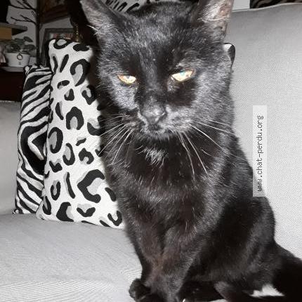 Photo 1/2 Chat trouvé Trouvé à Pordic