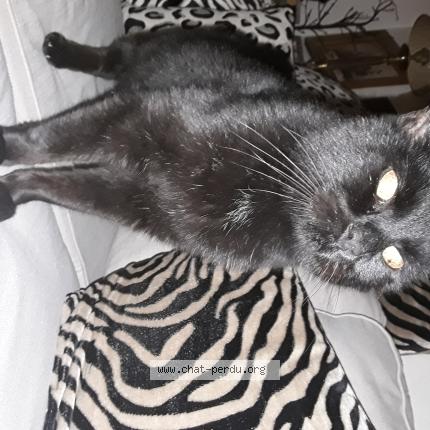 Photo 2/2 Chat trouvé Trouvé à Pordic