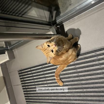 Photo 1/1 Chat trouvé Trouvé à Ville la grand