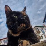 Photo de chat perdu à Guethary