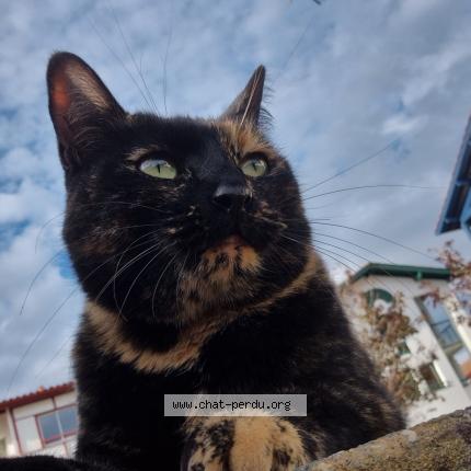 Photo 1/1 Nezuko Chat perdu à Guethary