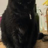 Photo de chat perdu à Tourlaville