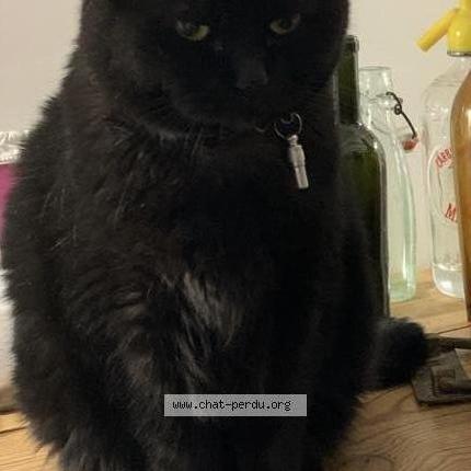 Photo 1/3 Spock Chat perdu à Tourlaville