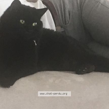 Photo 2/3 Spock Chat perdu à Tourlaville