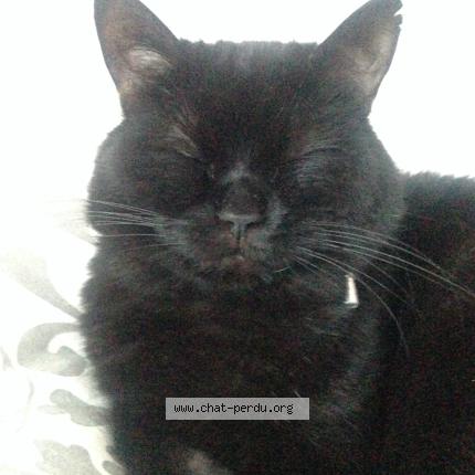 Photo 3/3 Spock Chat perdu à Tourlaville