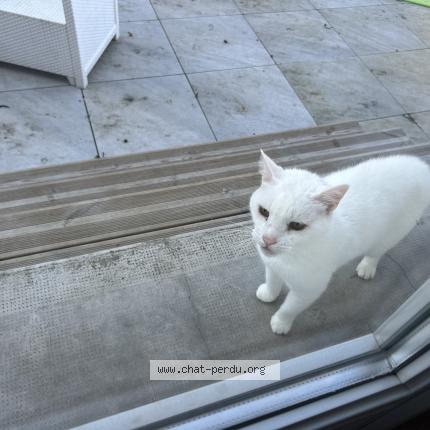 Photo 1/1 Chat trouvé Trouvé à Castres