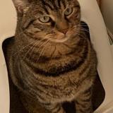 Photo de chat perdu à Pontault Combault