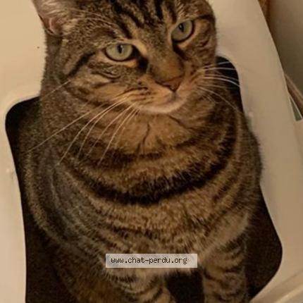 Photo 1/1 Jaia Chat perdu à Pontault combault