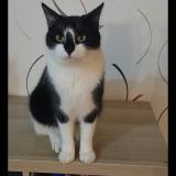 Photo de chat perdu à Tessy Sur Vire