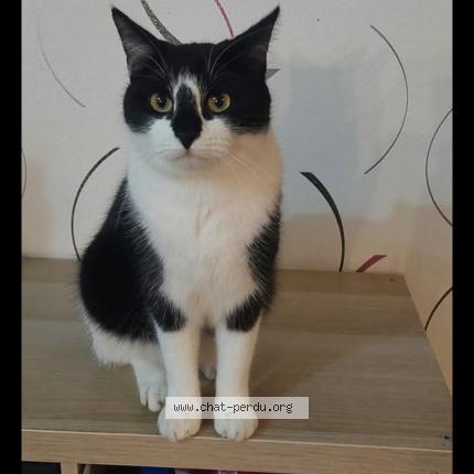 Photo 1/1 Roro Chat perdu à Tessy sur vire