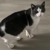 Photo de chat perdu à Champigny Sur Marne