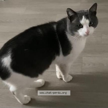 Photo 1/1 Titou Chat perdu à Champigny sur marne