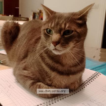 Photo 1/1 ANAKIN Chat perdu à Foncine le haut