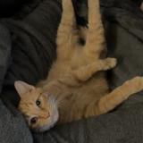 Photo de chat perdu à El Dorado