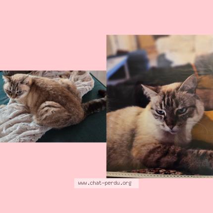 Photo 1/1 Chanel Chat perdu à Breches