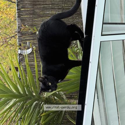 Photo 1/1 Noche Chat perdu à Beziers