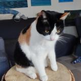 Photo de chat trouvé à Pres De Troyon 55300