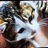 Photo de chat perdu à Liencourt