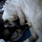 Photo de chat perdu à Lacey