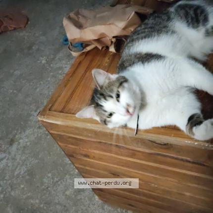 Photo 1/1 Chat retrouvé Perdu à Bordeaux