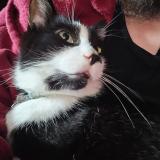 Photo de chat perdu à Milan