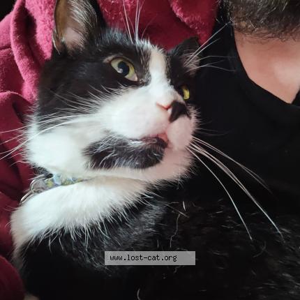 Photo 1/1 Remy Chat perdu à Milan