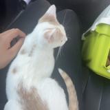 Photo de chat perdu à Gardonne