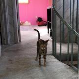 Photo de chat perdu à Miami