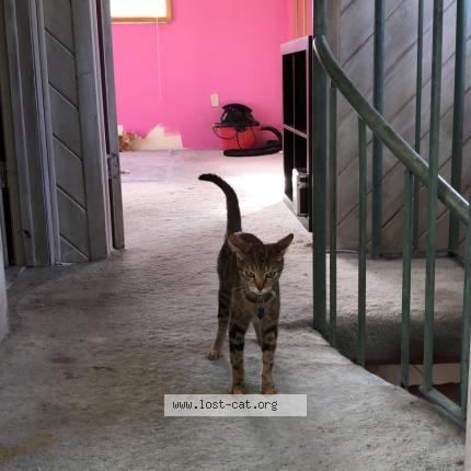 Photo 1/1 Susanna Chat perdu à Miami