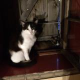 Photo de chat perdu à Ecouflant