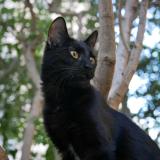 Photo de chat perdu à Castelnau Le Lez