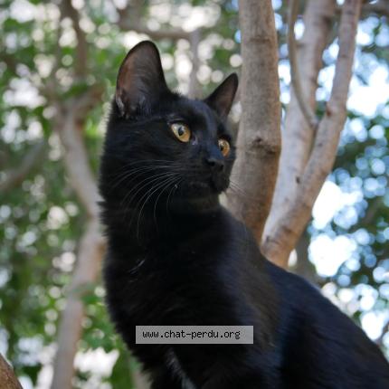 Photo 1/1 Chat retrouvé Perdu à Castelnau le lez