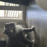 Photo de chat perdu à Colorado Springs