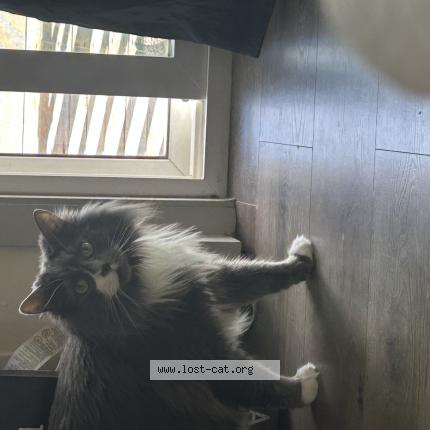 Photo 1/1 Frank or Franklin Chat perdu à Colorado springs