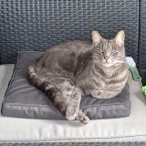 Photo de chat perdu à Colomiers