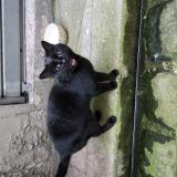 Photo de chat trouvé à Paris