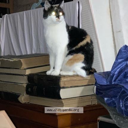 Photo 1/1 Arthemis Chat perdu à Neufchatel en bray