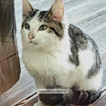 Photo 1/1 Chat trouvé Trouvé à Chancey