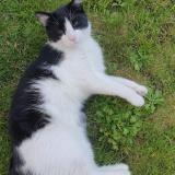 Photo de chat perdu à St Hilaire Du Harcouet