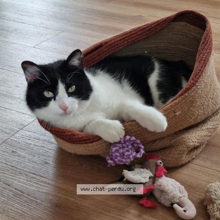 Photo 2/2 Chat retrouvé Perdu à St hilaire du harcouet