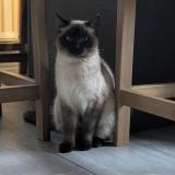 Photo de chat trouvé à Mondonville