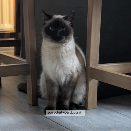 Photo 1/1 Chat trouvé Trouvé à Mondonville